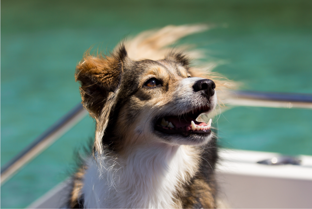 At Bruneko Yacht Charter, we’re proud to offer pet-friendly yacht charters in Croatia.