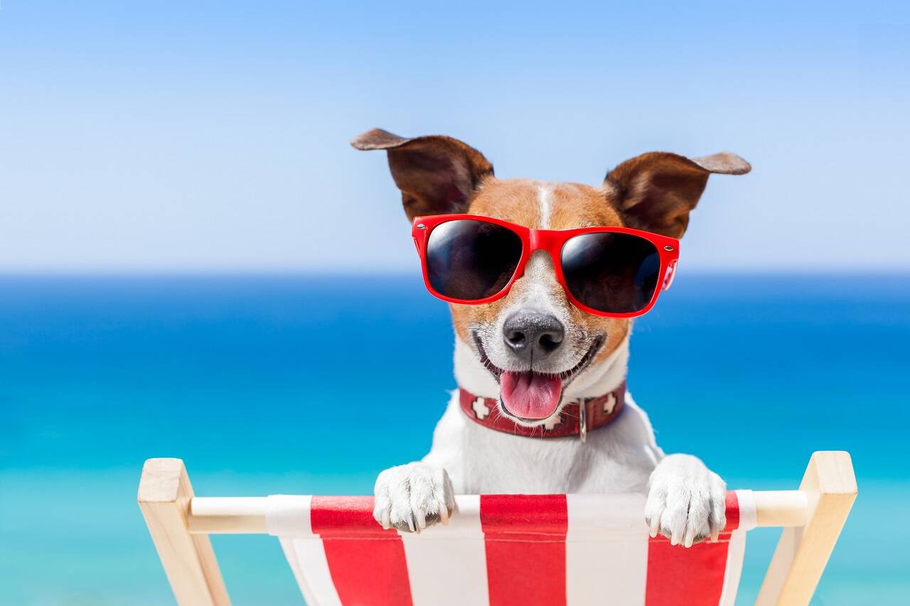 Beach dog! Finding places that happily accommodate your pets can greatly improve your vacation.