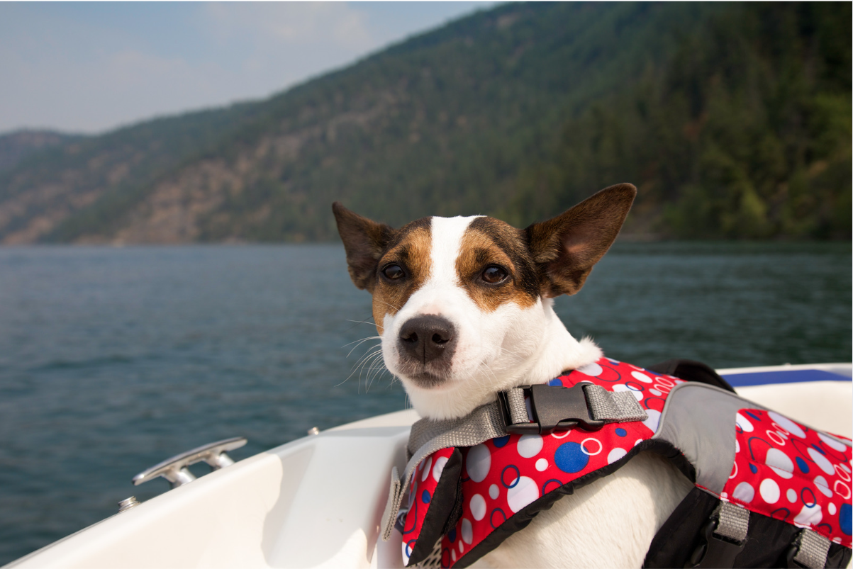 Safety first! Make sure your pets are safe and healthy while on a boat.